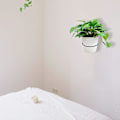 Miniatyrbild 2 av 4: 4-pack 5 tum Blomkruka Hållarring Väggmonterad Blomkruka Hållarring Växt Hängare, Svart, Pack med 4 Väggplanteringskrok