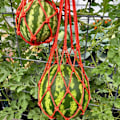 Miniatyrbillede 2 af 5: Melon Hængekøjer Vugger, 5 Pakker Net til Meloner, Perfekt til Dyrkning af Cantaloupe, Vandmelon i Vertikal Have (Orange)