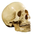Pikkukuva 3 / 5: Malli 1: 1 Hartsi Ihmisen Kallo Anatomian Opetus Koriste Keltainen