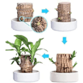 Miniatyrbilde 2 av 5: Mini Brasil Lykke Tre, Hydroponisk Brasil Lykke Tre, Miniatyr Innendørs Bambusplante for Kontorpult, Live Feng Shui Dekor, Enkel Vekst Monk - Random 10cm