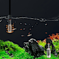 Miniatyrbilde 4 av 5: Mini akvarievarmer 25 for 1-10 Gal Tank Intelligent konstant temperatur 26 grader varmeelement liten akvarium fisketank skilpaddetank mini termostat A