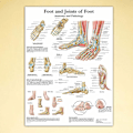 Miniatyrbild 4 av 4: Illustration av skelettmuskler i människofoten, anatomisk affisch, hängande målning