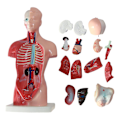 Miniatyrbild 1 av 5: 15 st/set Inre organmodell pedagogiskt anatomiskt undervisningsverktyg Anatomi Mänsklig torso kroppsmodell för klassrum