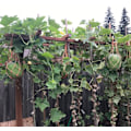 Miniatyrbild 5 av 5: Melonhängmattor, 5-pack nät för meloner, perfekt för att odla cantaloupe, vattenmelon i vertikal trädgård (Orange)