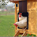 Miniatyrbild 1 av 5: Automatisk hönshusdörr, hönshusdörr med ljussensor-
