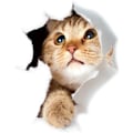 Miniatyrbillede 2 af 5: Søde 3D Katte Vægmærker 3 Pak Vægstickers Piger Drenge Soveværelser Stue Vægdækning Cat 2