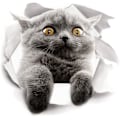 Miniatyrbillede 4 af 5: Søde 3D Katte Vægmærker 3 Pak Vægstickers Piger Drenge Soveværelser Stue Vægdækning Cat 2