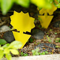Miniatyrbild 1 av 3: 12 stycken klibbiga flugpappersfällor limfällor för att skydda växter Sun flower