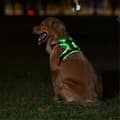 Lysende kjæledyrsele Lysende hundesele Justerbar Lysende kjæledyrbrystsele S