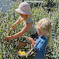 Miniatyrbild 4 av 5: Professionell Blompress-Set, 30X21cm DIY Blompress-Set för Vuxna för att Göra Torkade Blommor &-Yvan