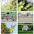 Miniatyrbillede 4 af 5: 15m x 15m Fuglebeskyttelsesnet Fuglenet Plante Net Dam Net Have Net Til Have, 5 x 5 cm Store Huller