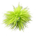 Miniatyrbillede 1 af 5: Fjerbroche Fjer Corsager Stof Dekorationer Strudsefjer Materiale green