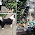 Miniatyrbillede 5 af 5: Hunde line, til store mellemstore hunde små hvalpe style 3
