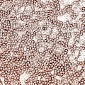 Miniatyrbillede 3 af 4: Sequin Bordløbere Rose Gold-12x108 Tommer Glitter Bordløber