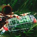 Miniatyrbillede 5 af 5: Rustfrit stål tør spinat fodring bur fisk til tank akvarium rejer agn foder