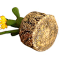 Miniatyrbild 4 av 4: Konstgjord kaktus falsk växt prydnader mini liten krukväxt gul blomma kaktus skrivbordsinredning