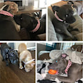 Miniatyrbillede 3 af 5: Justerbare Mikrofiber Læder Spikes Hundekrave med en Kvækbold Gave til