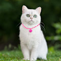 Miniatyrbild 3 av 5: 2 st kattkragar söta kattunge justerbara kattungekragar, bomull polyester husdjur vävd krage, S, M