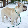 Miniatyrbilde 3 av 5: Hundeleie, Nylon Tauleie, Hundetreningsleie for Hunder