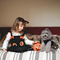 Pikkukuva 5 / 5: 1 Set Kurpitsa Hämähäkinverkko Halloween Lemmikkieläinten Tarvikkeet Koiran Vaatteet Noita Mekko Lemmikki Koiran Asuste Lepakko Mekko Joulupäivä