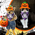 Pikkukuva 5 / 5: 2 Pakkaa Halloween-Koirahuivi Kääntyvät Kolmion Muotoiset Hihnat Asusteet