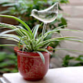 Miniatyrbild 4 av 5: 10-pack Självbevattnande glas, transparenta fågelformade glober för växter