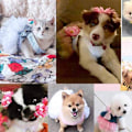 Miniatyrbild 5 av 5: Blommig gasväv Tutu hundklänning väst kläder kjol kläder husdjur valp rosett prinsesskläder för hundar och katter
