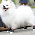 Pikkukuva 4 / 5: Koiran kengät Sneaker Lemmikin Tarranauha-Kangaskengät Chihuahua Pentu Liukumattomat Saappaat Urheilu Liukumaton Tassunsuoja