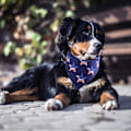 Pikkukuva 5 / 5: 4. heinäkuuta koiran bandana -setti (2 kpl), itsenäisyyspäivän koiranjuhlatarvikkeet, kolmiomainen lemmikkieläimen huivi pojille ja tytöille, 48*70cm