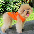 Miniatyrbillede 3 af 6: Hundetøj Lille hund kæledyrs tøj \"Jeg elsker min mor\" trykt sød kæledyrsvest (Orange)