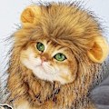 Miniatyrbild 4 av 5: Husdjurshatt för katt, accessoarer för husdjursdräkter, jul, halloween