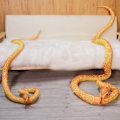 Miniatyrbillede 5 af 5: 200cm Simuleret Fyldt Python Børnelegetøj Plysdyr Slange Legetøj Hjemmedekoration Gave til Børn og Venner