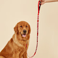 Miniatyrbillede 5 af 6: Hundelead Wrap med Neoprenhåndtag og Reflekterende Følelsesmæssig Støtte-Tekst