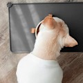 Miniatyrbillede 4 af 8: Skålpude til hunde og katte, vandtæt og skridsikker silikone foderskålspude til foder skåle, vandskål, fodringsmåtte