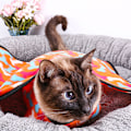 Miniatyrbilde 5 av 6: 2 stk Myke Hundesenger for Mellomstore Hunder - Myke og Luftige Katt- og Hundesenger, Søt Trykt Hundeseng i Fleece, Vaskbar Dyrematte, Sovematte