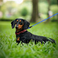Miniatyrbillede 6 af 6: Hundeleash til kæledyr, Velegnet til små, mellemstore og store hunde