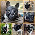 Miniatyrbillede 7 af 7: Bulldog Snuden, Kort Snuden Hund Snuden, Mesh Snuden med Tunge Ud Design, Fladt Ansigt Hund Snuden (Orange)