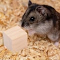 Miniatyrbillede 4 af 7: Hamster Tyggelegetøjssæt Små Dyrs Molarlegetøj Tandpleje Trætilbehør