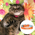 Miniatyrbild 3 av 5: Läder katt krage spänne justerbar liten husdjur krage för kattungar
