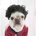 Miniatyrbild 4 av 5: Rolig hundkatt cosplay peruk, för Halloween, jul, fester, festivaler, hundperuker för små, medelstora och stora hundar