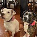 Miniatyrbilde 4 av 5: PET SHOW 6 stk. Hundeflorer og Sløyfer for Jenter Små og Mellomstore Hunder Valper Rosa