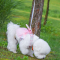 Miniatyrbilde 3 av 5: Farget i flere fargevalg - premium nylon hundekrage med metallspenne