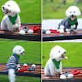 Miniatyrbillede 6 af 6: Hunde- og kattescarfs strikkede katte- og hundetøj kattescarfs kæledyrsgrønne scarfs