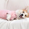 Miniatyrbilde 6 av 6: Små Hunder og Katter Pyjamas Silke, Myke Kjæledyrtrøyer Loungewear Valpeklær, Katter Soveklær Skjorte (Rosa)