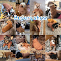 Miniatyrbillede 5 af 5: Tykke hundeklæder til at holde små og mellemstore hunde varme - hundetøj