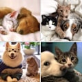 Miniatyrbild 8 av 8: Kattkrage Breakaway Set med 2 st Tribal Mönster Husdjurssäker Justerbar Kattunge Krage Bekväm Mjuk Kattkrage