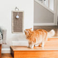 Miniatyrbild 5 av 7: Kattväggsskrapa, golv- eller väggmonterad vertikal kattskrapplatta för inomhuskatter vuxna eller kattungar, kattskrapa möbelskydd