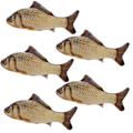Miniatyrbillede 1 af 6: 5 stk. kattegræs legetøj simulerer fiskeform blød kattegræs interaktiv kæledyrs pude tyggeforsyninger