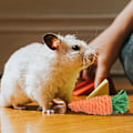 Miniatyrbillede 5 af 7: Hamster Tyggelegetøjssæt Små Dyrs Molarlegetøj Tandpleje Trætilbehør