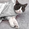 Miniatyrbild 5 av 5: Katt Duschnät Väska Katt Grooming Bad Väska Justerbar Katt Tvätt Väska Multifunktionell Katt Begränsning Väska Förhindra Bita Repor För Bad, Spik